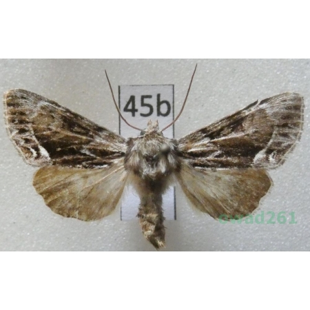 Hyppa rectilinea (Esper, 1788) Czech45b
